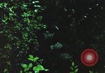 Image of individual camouflage United States USA, 1967, second 14 stock footage video 65675065977