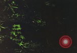 Image of individual camouflage United States USA, 1967, second 46 stock footage video 65675065977