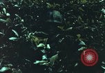 Image of individual camouflage United States USA, 1967, second 3 stock footage video 65675065978