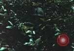Image of individual camouflage United States USA, 1967, second 4 stock footage video 65675065978
