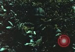 Image of individual camouflage United States USA, 1967, second 5 stock footage video 65675065978