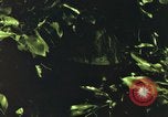 Image of individual camouflage United States USA, 1967, second 13 stock footage video 65675065978