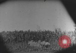 Image des soldats alliés Buna Nouvelle Guinée, 1943, de la seconde 14 séquences d'archives historiques vidéo 65675066018
