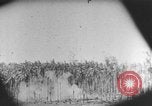 Image des soldats alliés Buna Nouvelle Guinée, 1943, de la seconde 20 séquences d'archives historiques vidéo 65675066018