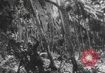 Image des soldats alliés Buna Nouvelle Guinée, 1943, de la seconde 49 séquences d'archives historiques vidéo 65675066018
