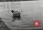 Standbild schwimmen Rohr Long Beach California USA, 1933, aus Sekunde 52 historischem Filmmaterial Videoclip 65675066030