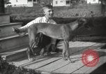 Image lévriers United States USA, 1925, de la seconde 3 séquences d'archives historiques vidéo 65675066126