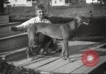 Image lévriers United States USA, 1925, de la seconde 5 séquences d'archives historiques vidéo 65675066126