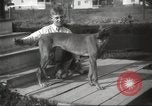 Image lévriers United States USA, 1925, de la seconde 6 séquences d'archives historiques vidéo 65675066126