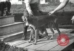 Image lévriers United States USA, 1925, de la seconde 7 séquences d'archives historiques vidéo 65675066126