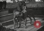 Image lévriers United States USA, 1925, de la seconde 10 séquences d'archives historiques vidéo 65675066126