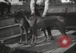 Image lévriers United States USA, 1925, de la seconde 16 séquences d'archives historiques vidéo 65675066126
