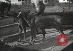 Image lévriers United States USA, 1925, de la seconde 17 séquences d'archives historiques vidéo 65675066126