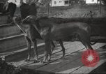 Image lévriers United States USA, 1925, de la seconde 18 séquences d'archives historiques vidéo 65675066126