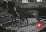Image lévriers United States USA, 1925, de la seconde 22 séquences d'archives historiques vidéo 65675066126