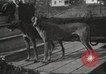 Image lévriers United States USA, 1925, de la seconde 23 séquences d'archives historiques vidéo 65675066126