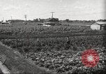 Immagine di Ford parsimonia Gardens Inkster Michigan USA, 1932, secondo 3 filmato di repertorio 65675066175