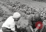 Immagine di Ford parsimonia Gardens Inkster Michigan USA, 1932, secondo 50 filmato di repertorio 65675066175