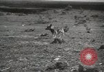 Image Les manœuvres de communication de l'Armée rouge 'Union soviétique, 1940, de la seconde 24 séquences d'archives historiques vidéo 65675066222