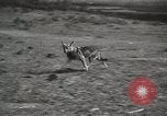 Image Les manœuvres de communication de l'Armée rouge 'Union soviétique, 1940, de la seconde 25 séquences d'archives historiques vidéo 65675066222