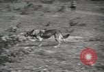 Image Les manœuvres de communication de l'Armée rouge 'Union soviétique, 1940, de la seconde 26 séquences d'archives historiques vidéo 65675066222