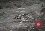 Image Les manœuvres de communication de l'Armée rouge 'Union soviétique, 1940, de la seconde 27 séquences d'archives historiques vidéo 65675066222