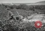 Image 'armée soviétique manoeuvres Seconde Guerre Mondiale 'Union soviétique, 1940, de la seconde 15 séquences d'archives historiques vidéo 65675066224