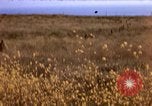Image of Operation Alligator Hide Camp Pendleton California USA, 1967, second 3 stock footage video 65675066249