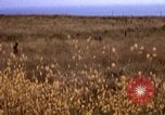 Image of Operation Alligator Hide Camp Pendleton California USA, 1967, second 5 stock footage video 65675066249