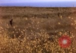 Image of Operation Alligator Hide Camp Pendleton California USA, 1967, second 6 stock footage video 65675066249