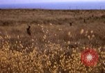 Image of Operation Alligator Hide Camp Pendleton California USA, 1967, second 8 stock footage video 65675066249