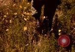 Image of Operation Alligator Hide Camp Pendleton California USA, 1967, second 29 stock footage video 65675066249