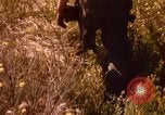 Image of Operation Alligator Hide Camp Pendleton California USA, 1967, second 34 stock footage video 65675066249