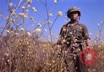 Image of Operation Alligator Hide Camp Pendleton California USA, 1967, second 46 stock footage video 65675066249