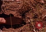 Image of Operation Alligator Hide Camp Pendleton California USA, 1967, second 53 stock footage video 65675066251