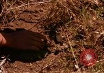 Image of Operation Alligator Hide Camp Pendleton California USA, 1967, second 58 stock footage video 65675066251