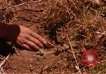 Image of Operation Alligator Hide Camp Pendleton California USA, 1967, second 59 stock footage video 65675066251