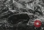Standbild US General Robert Eichelberger Buna New Guinea, 1943, aus Sekunde 54 historischem Filmmaterial Videoclip 65675066259