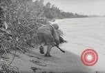 Image Bataille de Buna-Gona Buna Nouvelle Guinée, 1943, de la seconde 43 séquences d'archives historiques vidéo 65675066261