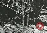 Image la culture de soja la Mandchourie Chine, 1928, de la seconde 31 séquences d'archives historiques vidéo 65675066279
