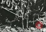 Image la culture de soja la Mandchourie Chine, 1928, de la seconde 32 séquences d'archives historiques vidéo 65675066279