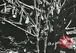 Image la culture de soja la Mandchourie Chine, 1928, de la seconde 33 séquences d'archives historiques vidéo 65675066279