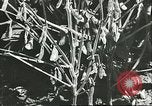 Image la culture de soja la Mandchourie Chine, 1928, de la seconde 34 séquences d'archives historiques vidéo 65675066279