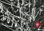 Image la culture de soja la Mandchourie Chine, 1928, de la seconde 36 séquences d'archives historiques vidéo 65675066279
