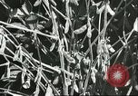 Image la culture de soja la Mandchourie Chine, 1928, de la seconde 37 séquences d'archives historiques vidéo 65675066279