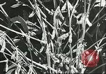 Image la culture de soja la Mandchourie Chine, 1928, de la seconde 38 séquences d'archives historiques vidéo 65675066279