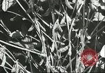 Image la culture de soja la Mandchourie Chine, 1928, de la seconde 39 séquences d'archives historiques vidéo 65675066279