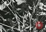 Image la culture de soja la Mandchourie Chine, 1928, de la seconde 40 séquences d'archives historiques vidéo 65675066279