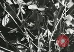Image la culture de soja la Mandchourie Chine, 1928, de la seconde 41 séquences d'archives historiques vidéo 65675066279