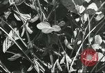 Image la culture de soja la Mandchourie Chine, 1928, de la seconde 42 séquences d'archives historiques vidéo 65675066279